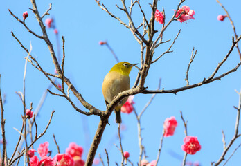 梅の花とメジロ