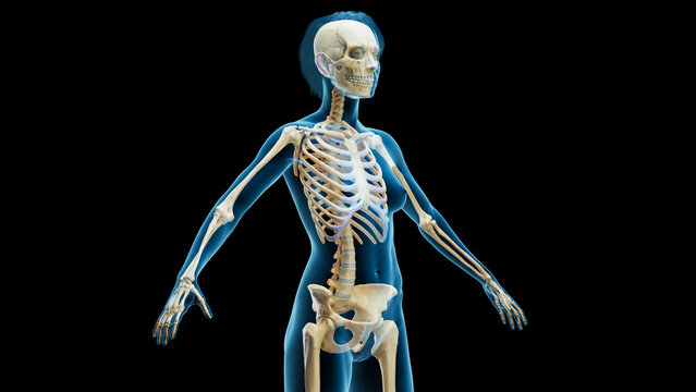 3D Rendered Medical Illustration of Female Anatomy - The Skeletal System