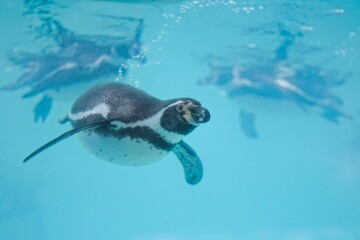 Humboldt penguin (Spheniscus humboldti) under the water