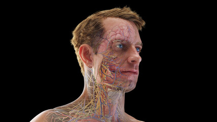 3D Rendered Medical Illustration of Male Anatomy - Internal organs of the head