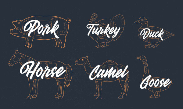 Silhouettes of Farm Animals. Pig, Camel, Duck, Horse, Turkey, Goose.  Vintage sketch set of farm animals. Animals meat. Vector livestock icons. 