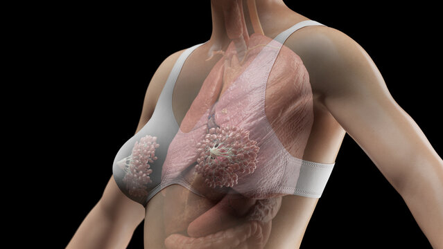3D Rendered Medical Illustration of Female Anatomy - Organs of Chest. With clothing.