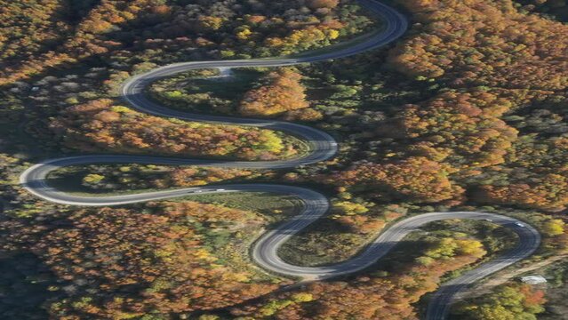 Aerial view of road amidst trees during autumn
