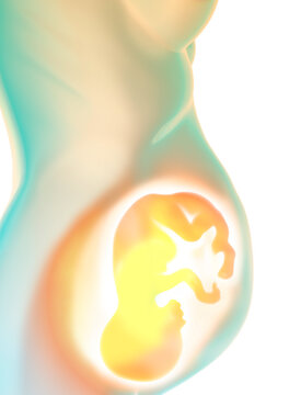Growth of the fetus, umbilical cord, nourishment and energy for the evolution of the baby. Connection between fetus and placenta. 3d rendering
