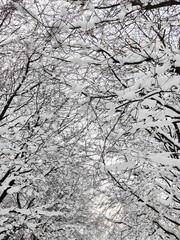 Beautiful winter weather in the forest. First snow.