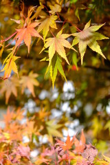 秋晴れに映える伊香保温泉の紅葉