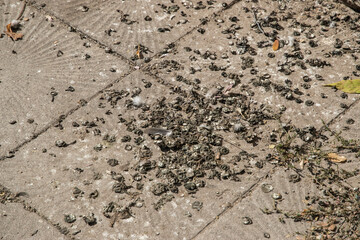 Pigeon droppings on town paving slabs closeup