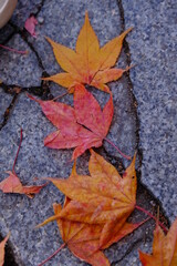 秋晴れに映える伊香保温泉の紅葉