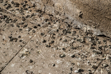 Pigeon droppings on town paving slabs closeup