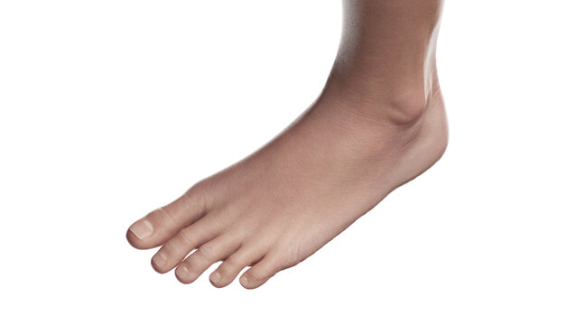 3D Rendered Medical Illustration of Female Anatomy - Left foot