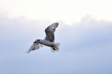 seagull in flight