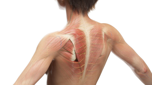 3D Rendered Medical Illustration of Female Anatomy - Muscles of the Upper Back
