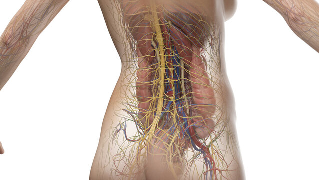 3D Rendered Medical Illustration of Female Anatomy - internal organs of the abdomen