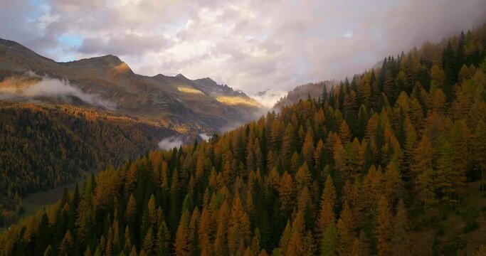 Stunning golden Casere autumn mountain woodland valley slope, South Tyrol aerial view
