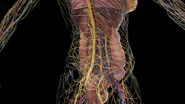 3D Rendered Medical Illustration of Female Anatomy - Internal organs of the abdomen.