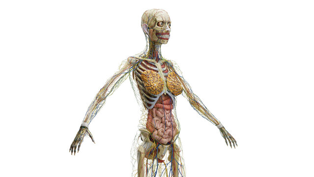3D Rendered Medical Illustration of Female Anatomy - Internal Organs