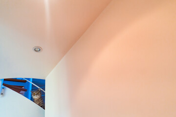 Kätzchen auf Treppe