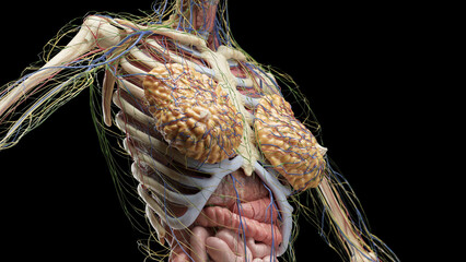 3D Rendered Medical Illustration of Female Anatomy - the internal organs of the torso