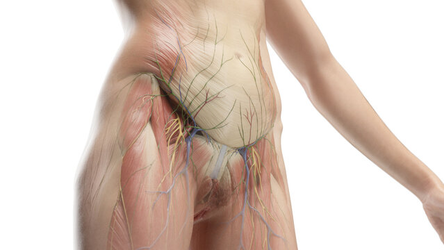 3D Rendered Medical Illustration of Female Anatomy - muscles of the abdomen and pelvis