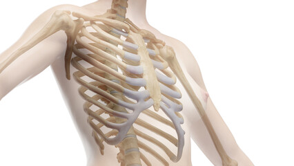 3D Rendered Medical Illustration of Female Anatomy - skeleton. the torso