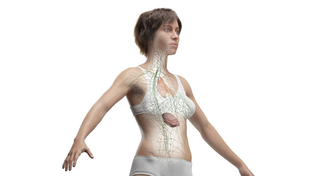 3D Rendered Medical Illustration of Female Anatomy - The Lymphatic System