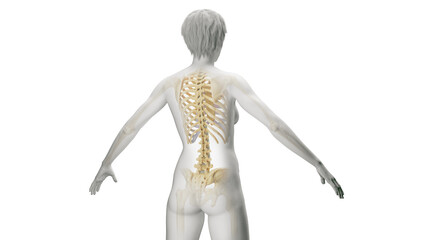 3D Rendered Medical Illustration of Female Anatomy - The Skeleton