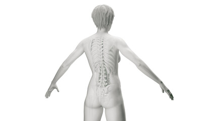 3D Rendered Medical Illustration of Female Anatomy - The Skeleton - obrazy, fototapety, plakaty