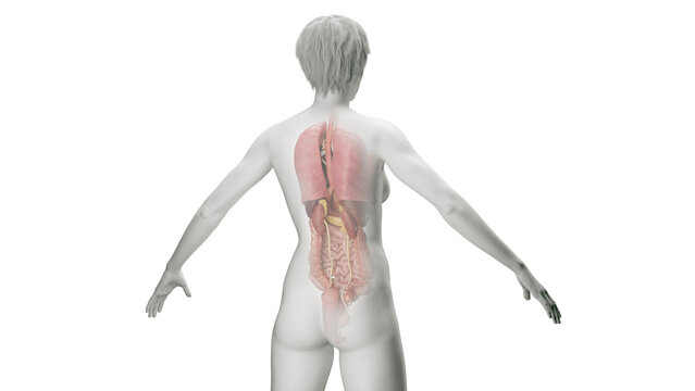 3D Rendered Medical Illustration of Female Anatomy - The Internal Organs