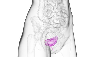 3D Rendered Medical Illustration of Female Anatomy - Urinary bladder and urethra