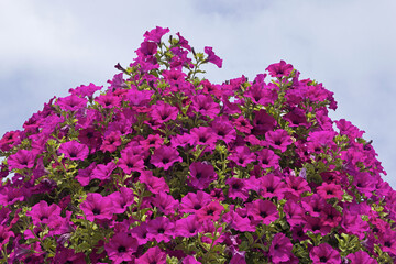 Obraz premium surfinia mauve