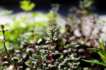 Close up of thyme growing