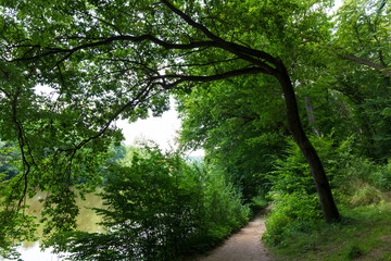 Romantic solitude Path with old big Trees about River Sazava in Central Czech
