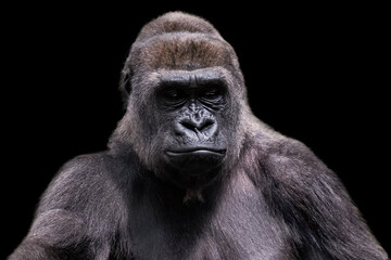 Adult male gorilla silverback on black background