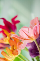 Fototapeta na wymiar fresh tulips in the vase