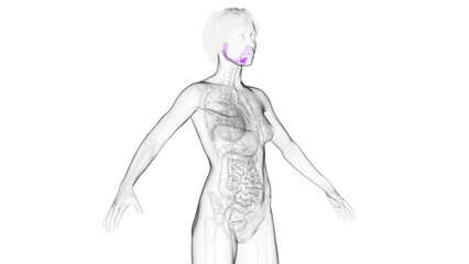 Naklejka premium 3D Rendered Medical Illustration of Female Anatomy - Salivary glands.