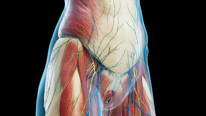 3D Rendered Medical Illustration of Female Anatomy - Muscles of Abdomen and Pelvis.