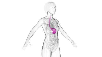 3D Rendered Medical Illustration of Female Anatomy - The Stomach.