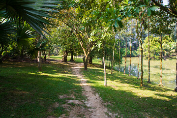 Green Field with trees in the park landscape view