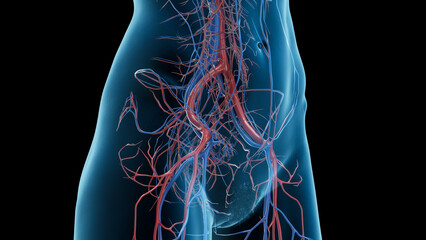 3D Rendered Medical Illustration of Female Anatomy - circulatory system of Abdomen and Pelvis.