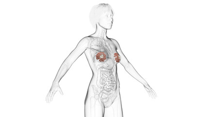 3D Rendered Medical Illustration of Female Anatomy - The Mammary Glands.