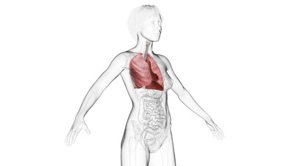 3D Rendered Medical Illustration of Female Anatomy - The Lungs.