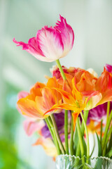 fresh tulips in the vase