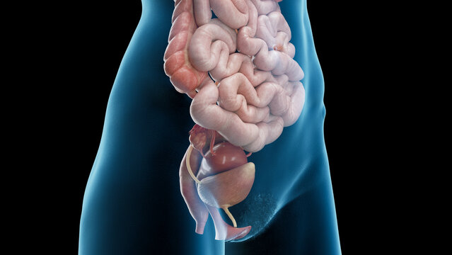 3D Rendered Medical Illustration of Female Anatomy - Visceral organs of Abdomen and Pelvis.