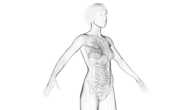 3D Rendered Medical Illustration of Female Anatomy - Internal Organs
