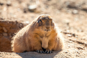 prairie dog eating