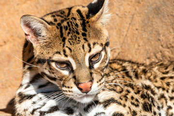 Ocelot portrait