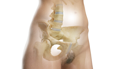 3D Rendered Medical Illustration of Female Anatomy - Bones of the abdomen and pelvis