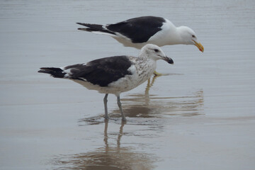 Two seagulls hunting on the beach