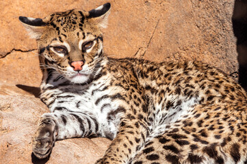 Ocelot portrait