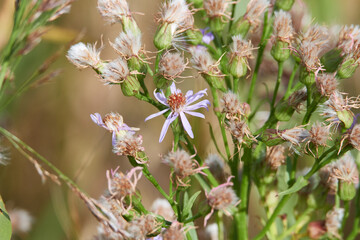 Verblühte Herbstaster